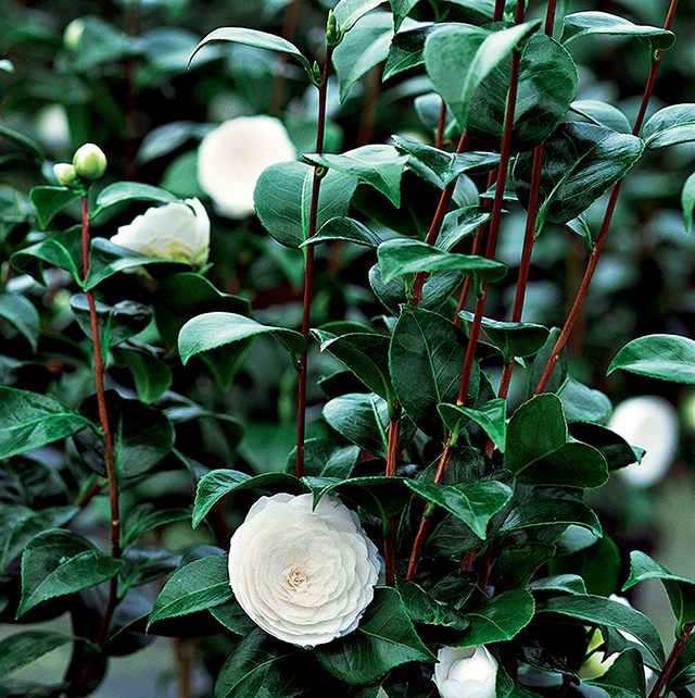 Дайан Крюгер — лицо новой сыворотки Chanel (фото 2)