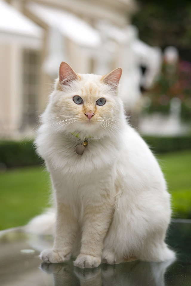 Le Bristol Paris: путешествие во времени (фото 11)