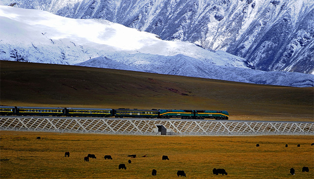 Самые необычные поезда мира (фото 4)