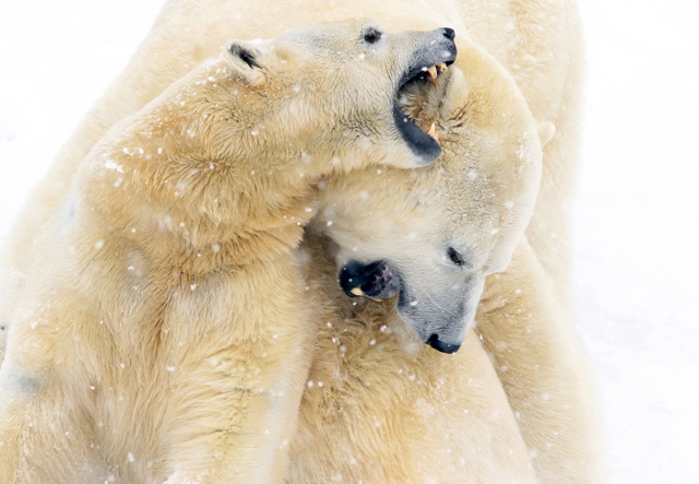 Белые медведи (фото Lise Simoneau) Объявлены финалисты конкурса Sony World Photography Awards (фото 2)