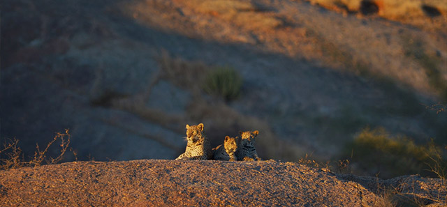 Палаточный лагерь в Индии от Suján (фото 4)