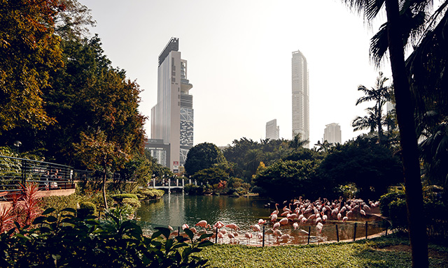 Прямо посреди мегаполиса находится Kowloon Park. А ведь еще в начале 90-х на месте этого безмятежного оазиса с фламинго был огромный трущобный район, который состоял по сути из одного огромного дома-крепости. Там каким-то образом умещалось 50 тысяч человек: по 2 человека на квадратный метр. Довольно непросто в это поверить Путевые заметки: Гонконг (фото 11)