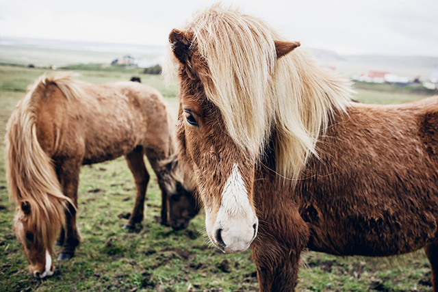 Путевые заметки: Исландия (фото 40)