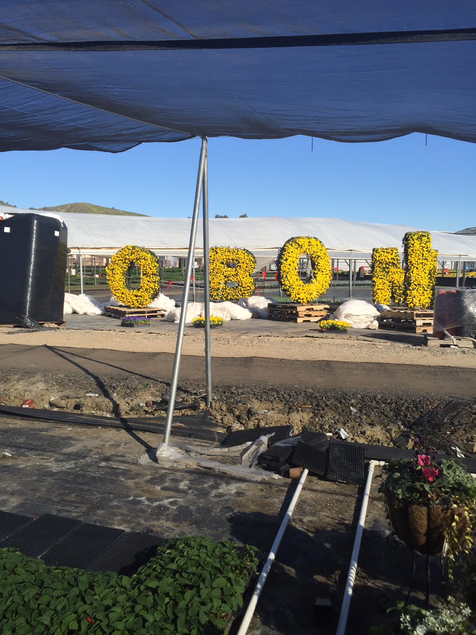 Цветущая арт-галерея (фото 4)