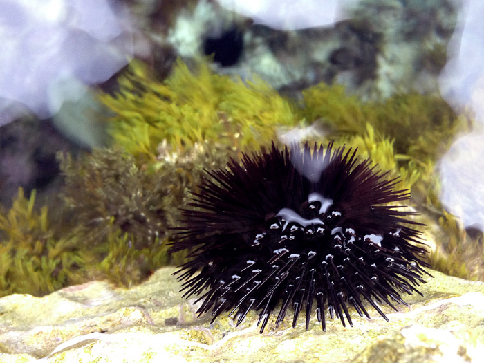 Ощущения Ибицы (фото 13)