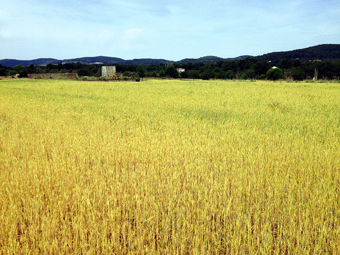 Ощущения Ибицы (фото 1)