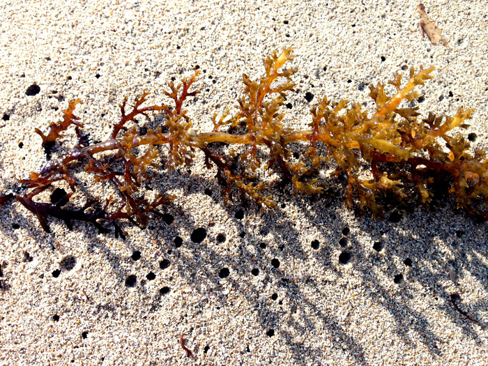 Ощущения Ибицы (фото 7)