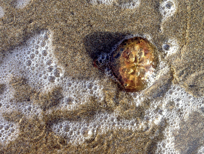 Ощущения Ибицы (фото 8)