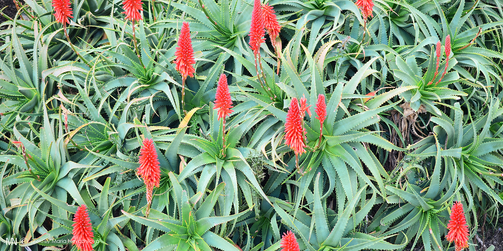 Летние мотивы зимней Франции (фото 4)