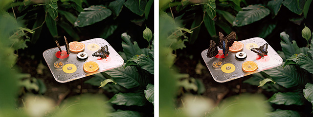 Miklos Gaál. Paradise Pavilion, 2014 (WAGNER + PARTNER) "Невиданное" в Амстердаме: третья ярмарка фотографии Unseen (фото 8)