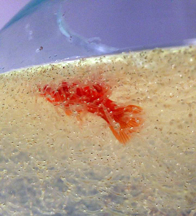 Илья Федотов-Федоров. «Мегаполис» (видеоинсталляция), 2014 Лучшие московские выставки марта (фото 3)