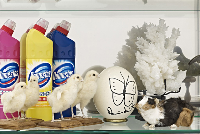 Дэмиен Херст создаст кабинет редкостей в парижской кунсткамере (фото 1)