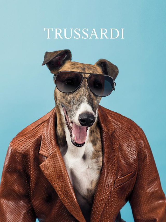 Собаки стали звездами рекламной кампании Trussardi (фото 4)