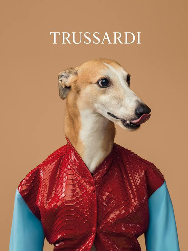 Собаки стали звездами рекламной кампании Trussardi (фото 2)