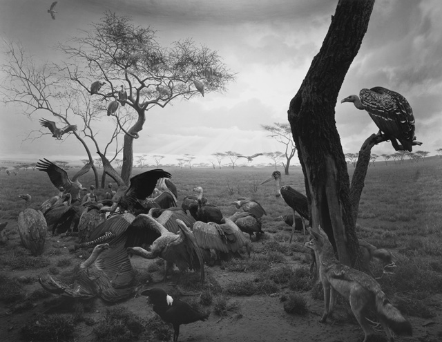 Хироши Суджимото. Hyena-Jackal-Vulture, 1976