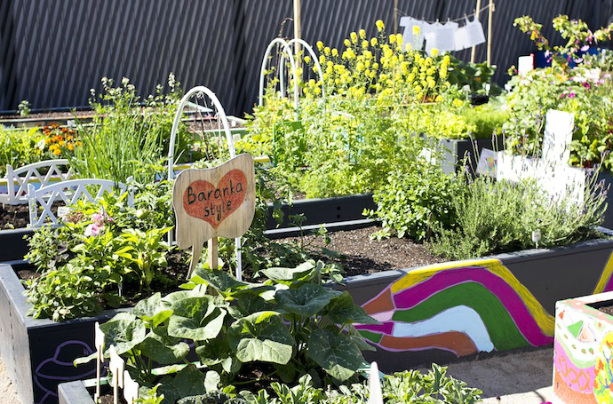 Лето 2013 в Новой Голландии (фото 5)