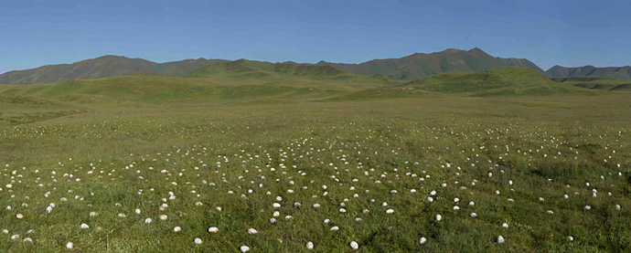 Тысячи яиц в пустыне Гоби: инсталляция Ши Шаопеня (фото 5)