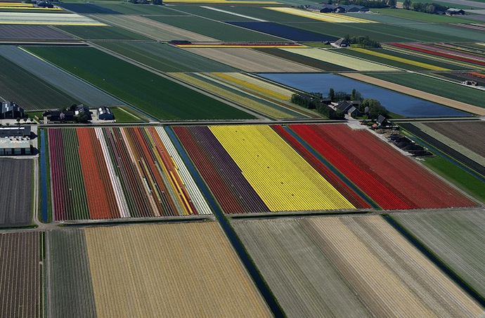 Поля тюльпанов с высоты птичьего полета (фото 2)