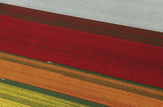 Поля тюльпанов с высоты птичьего полета (фото 3)