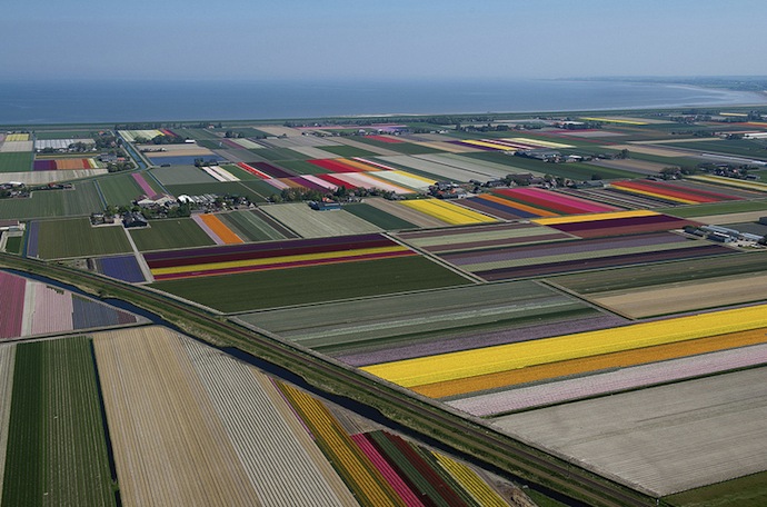Поля тюльпанов с высоты птичьего полета (фото 4)