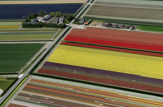 Поля тюльпанов с высоты птичьего полета (фото 5)