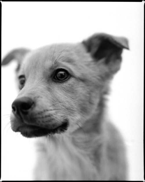 7 классных щенков, которые ищут друзей (фото 1)