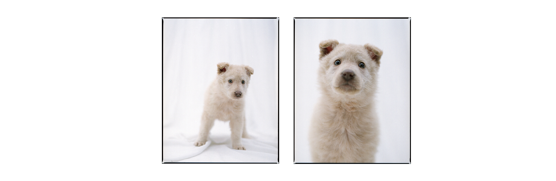 7 классных щенков, которые ищут друзей (фото 10)