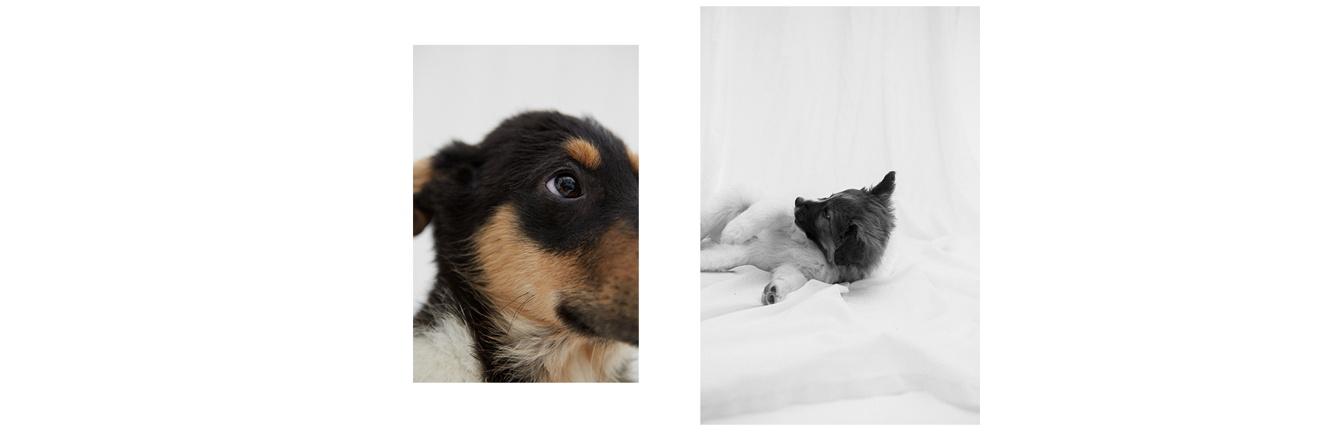 7 классных щенков, которые ищут друзей (фото 13)