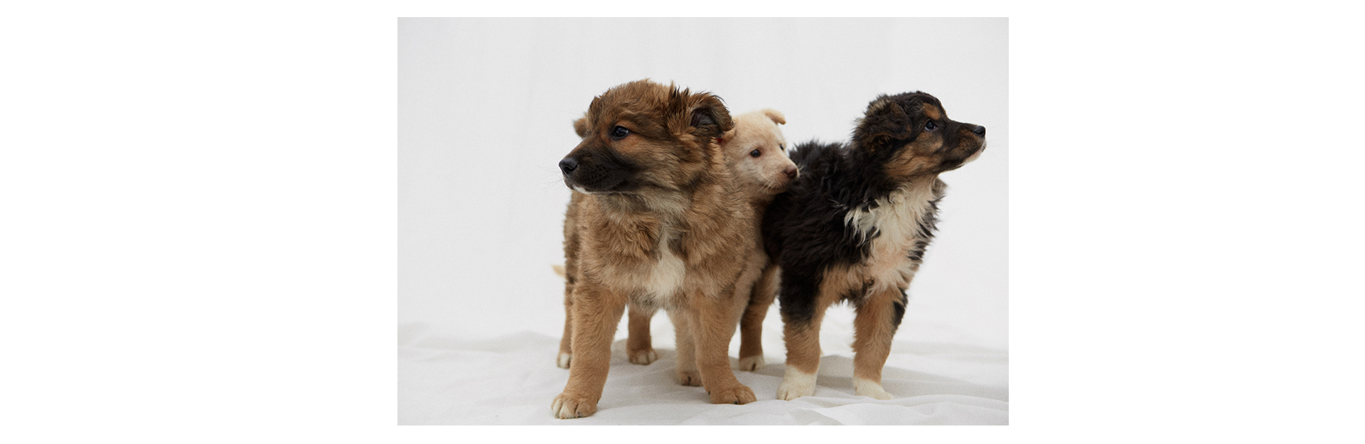 7 классных щенков, которые ищут друзей (фото 14)