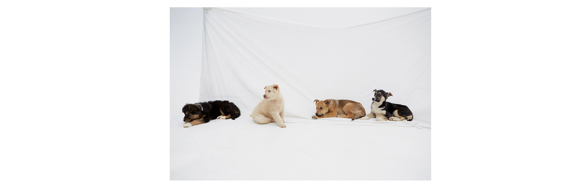 7 классных щенков, которые ищут друзей (фото 15)