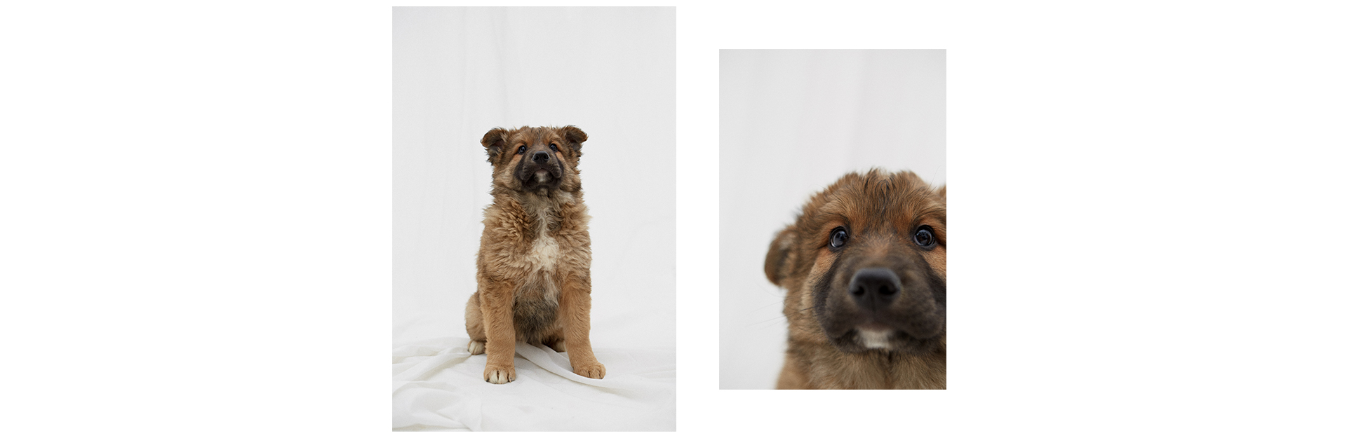 7 классных щенков, которые ищут друзей (фото 4)