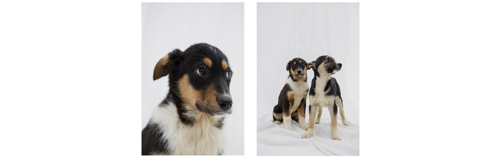 7 классных щенков, которые ищут друзей (фото 6)