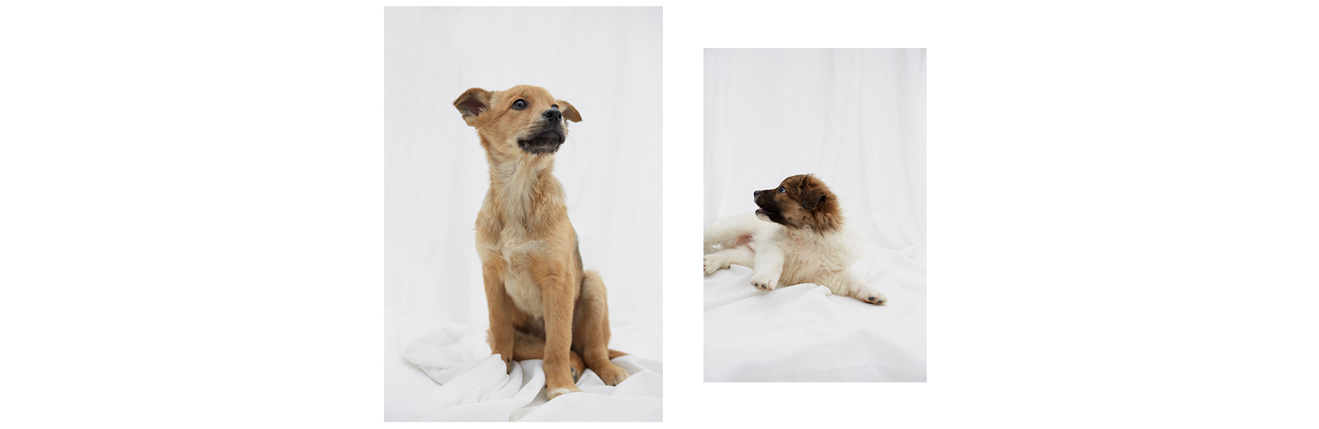 7 классных щенков, которые ищут друзей (фото 7)