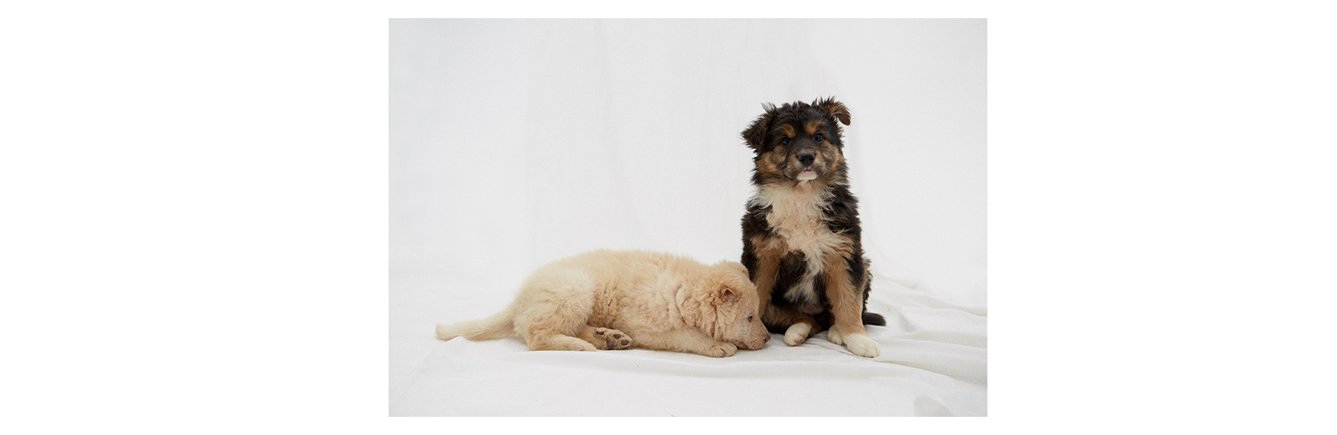 7 классных щенков, которые ищут друзей (фото 8)