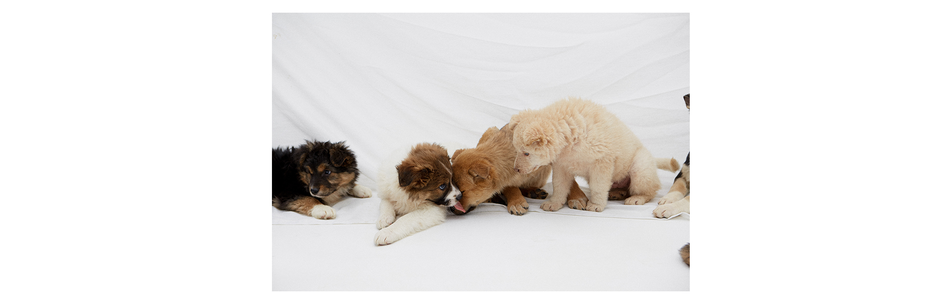 7 классных щенков, которые ищут друзей (фото 11)