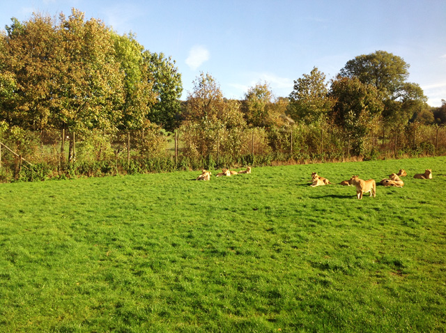 Longleat: "сафари-парк" в Британии (фото 9)