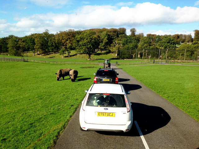 Longleat: "сафари-парк" в Британии (фото 8)