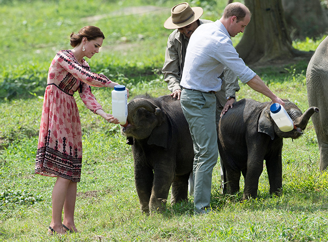 Королевская чета в Центре дикой природы Казиранга (фото 4)