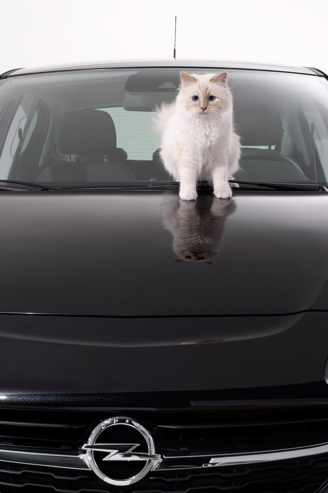 Кошка Карла Лагерфельда теперь рекламирует автомобили (фото 1)