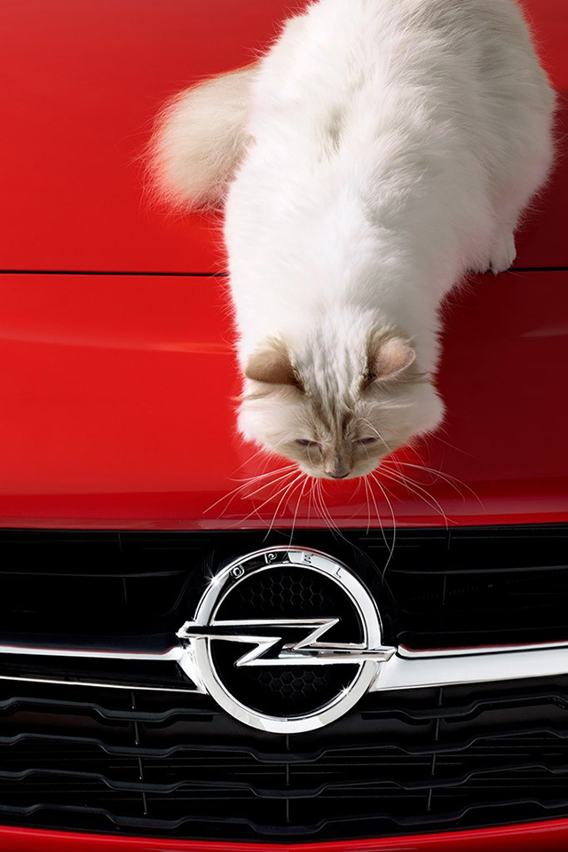 Кошка Карла Лагерфельда теперь рекламирует автомобили (фото 2)