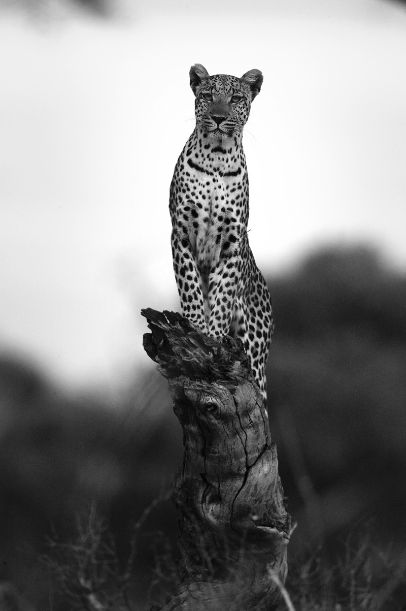 Редкие снимки из архива National Geographic выставлены в Лондоне (фото 7)