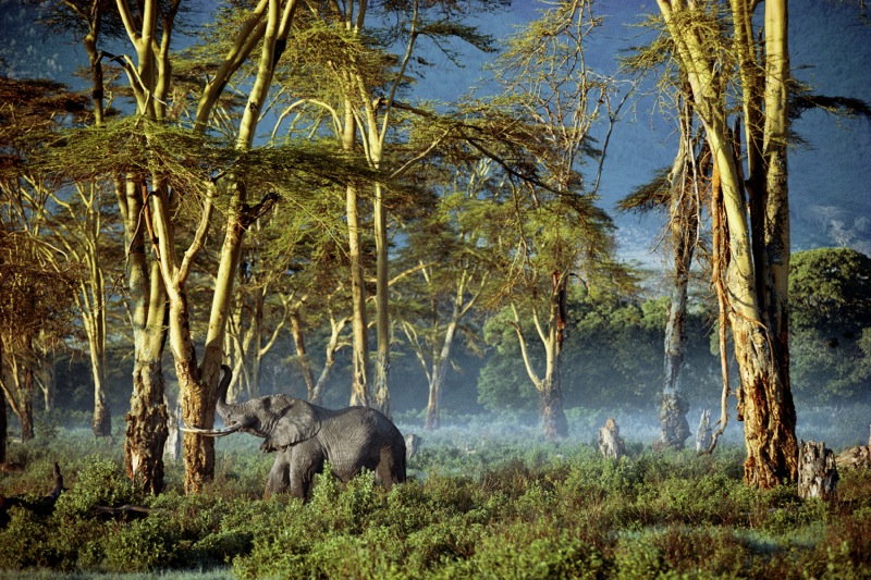 Редкие снимки из архива National Geographic выставлены в Лондоне (фото 6)