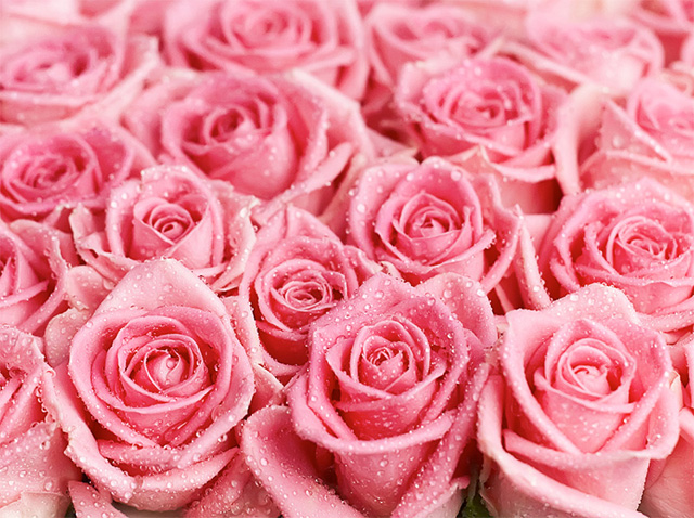 Два новых "вельветовых" аромата Dolce & Gabbana (фото 2)