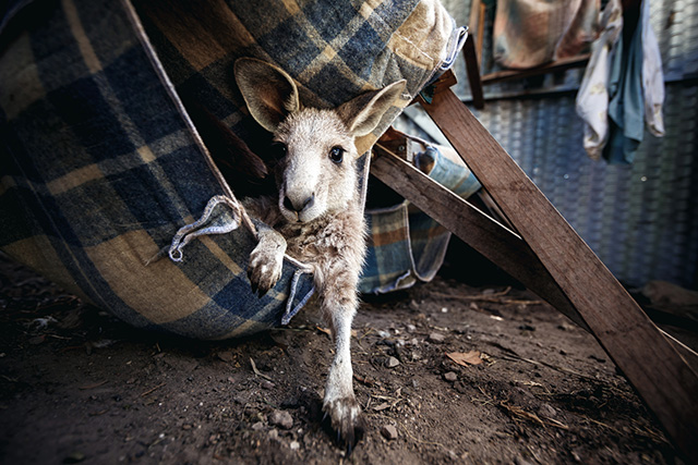 Путевые заметки: Австралия (фото 18)