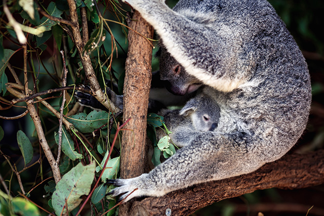 Путевые заметки: Австралия (фото 37)