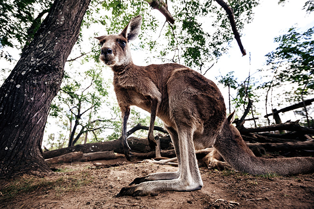 Путевые заметки: Австралия (фото 39)