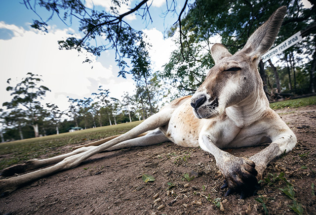 Путевые заметки: Австралия (фото 40)