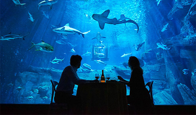 Airbnb предложил поспать с акулами (фото 1)