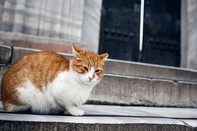Путевые заметки: Стамбул (фото 3)
