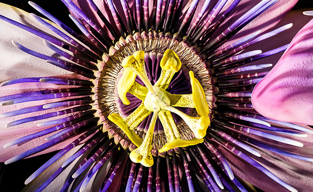 Витрины Selfridges расцвели букетами от Apple (фото 7)